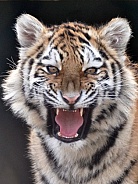 Amur Tiger