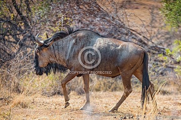 Wildebeest Wildebeest