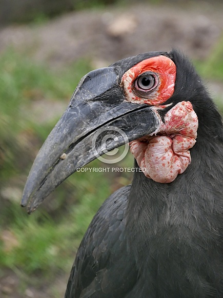 Southern Ground Hornbill Southern Ground Hornbill