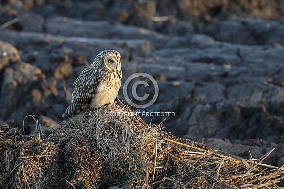The short-eared owl (Asio flammeus) The short-eared owl (Asio flammeus)