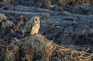 The short-eared owl (Asio flammeus)