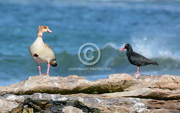Egyptian Goose and Black Oystercatcher