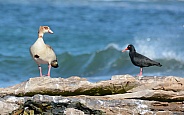 Egyptian Goose and Black Oystercatcher