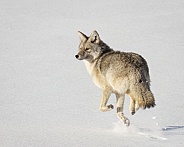 Coyote Leaping