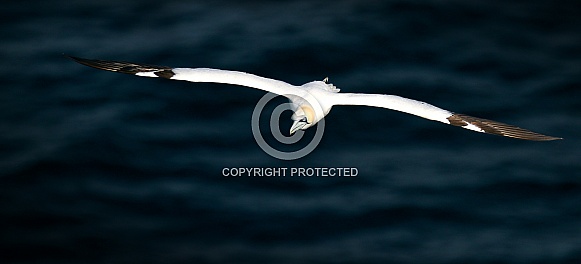 Northern Gannet
