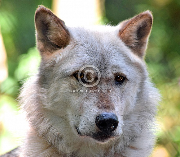 Grey Wolf Grey Wolf
