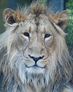 Asiatic lion