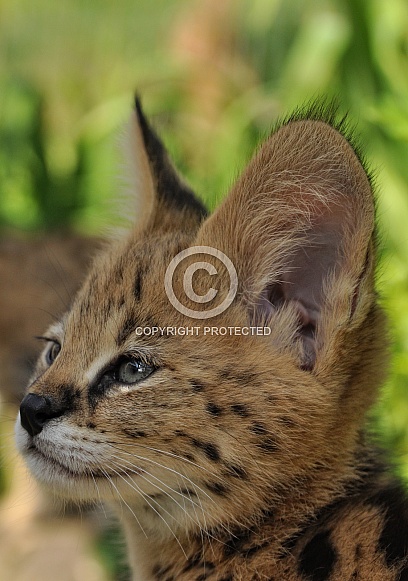 African Serval Cub