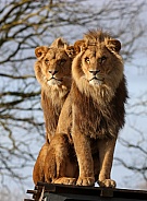 African lion brothers