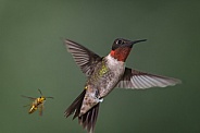 Ruby-throated Hummingbird