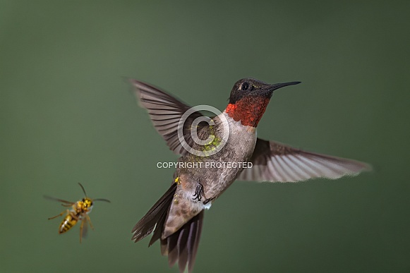 Ruby-throated Hummingbird