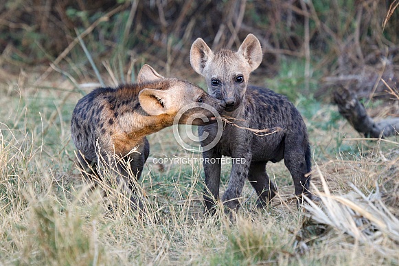 Spotted Hyena Cubs (wild)