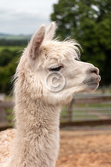 Alpaca Side Profile