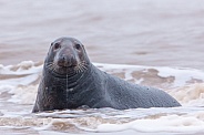 Male Grey Seal