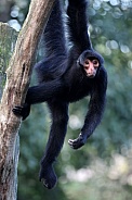 Red-faced spider monkey (Ateles paniscus)