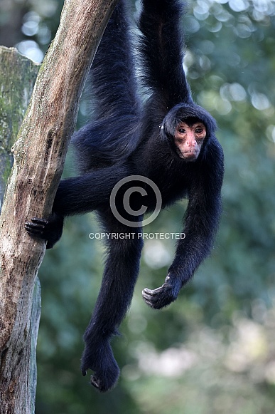 Red-faced spider monkey (Ateles paniscus)