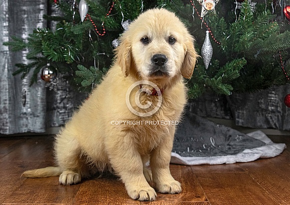 Golden Retriever Puppy Sitting Down Golden Retriever Puppy Sitting Down