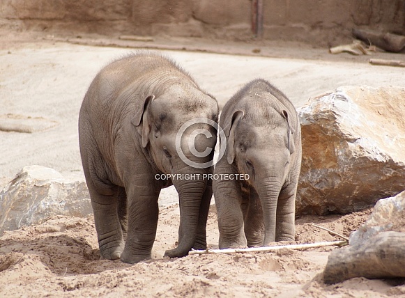Elephant Calves