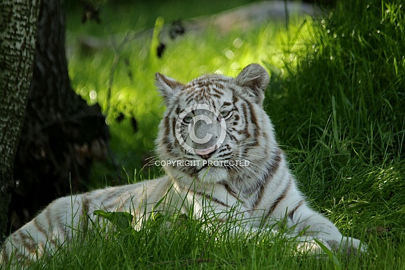 White Tiger