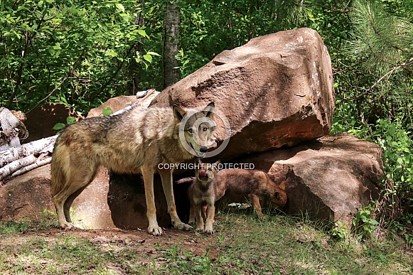 Wolf and Wolf Pups