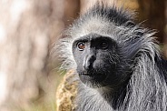 King Colobus (Colobus Polykomos)