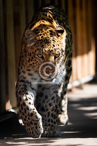 walking leopard