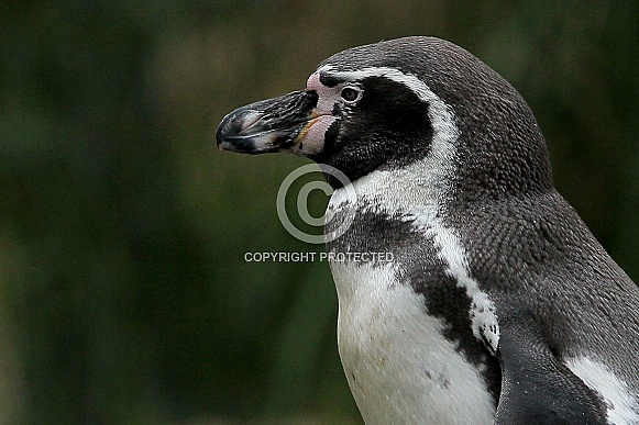 Humboldt penguin Humboldt penguin