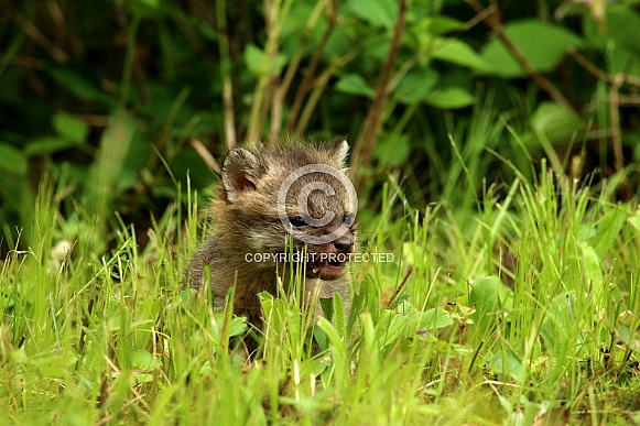 Baby fox in grass