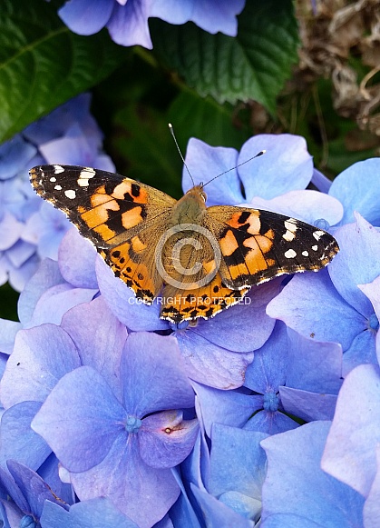 Painted Lady Butterfly