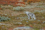 Arctic fox