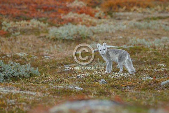 Arctic fox