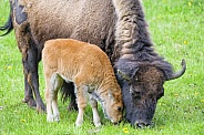 Cute young bison grazing with its mother