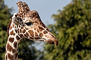 Reticulated Giraffe Face Shot