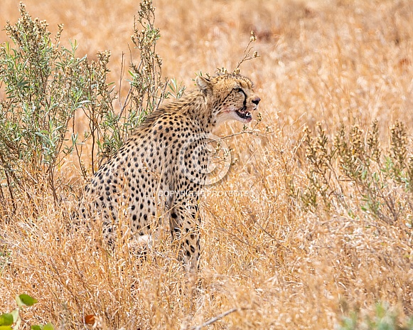 Cheetah Cheetah