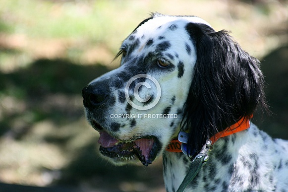 English Setter