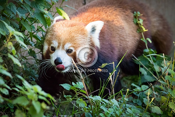 Red panda