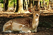 Eurasian Fallow Deer