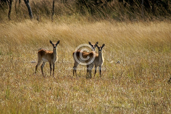 Impala