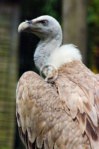 African White-backed Vulture