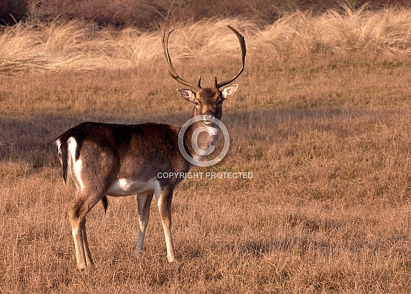 Fallow deer