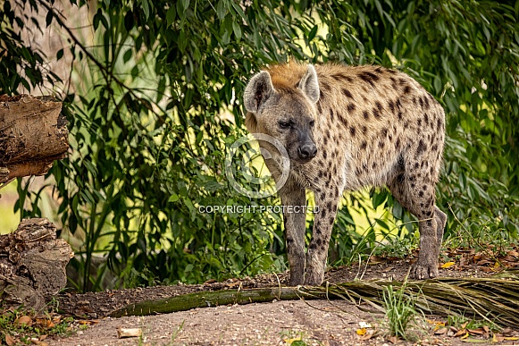 Spotted Hyena