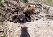 Bush Dogs
