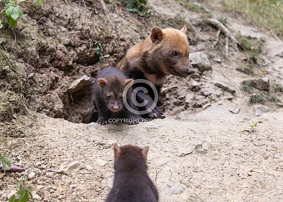 Bush Dogs