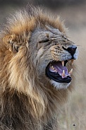 A mature male lion (Panthera leo)