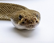 Red Diamondback Rattlesnake