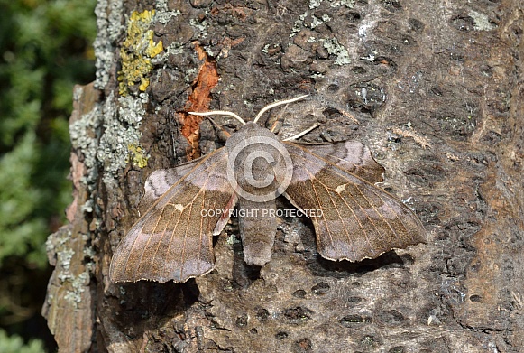 Poplar Hawkmoth Poplar Hawkmoth