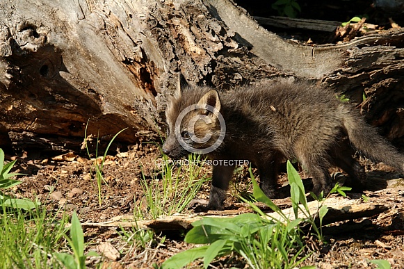 Fox Cub