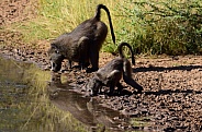 Baboons