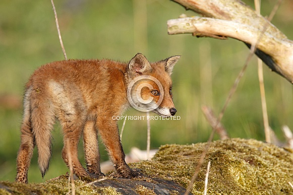 Fox Cub Fox Cub