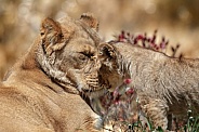Lion